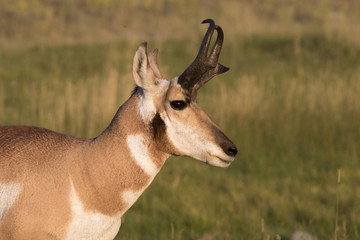 Portrait of male pronghorn antelope
