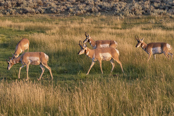 Small herd of male pronghorn antelopes, Yellowstone National Park
