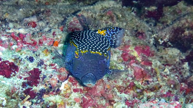 boxfish (Ostracion cubicus) in the Maldives.