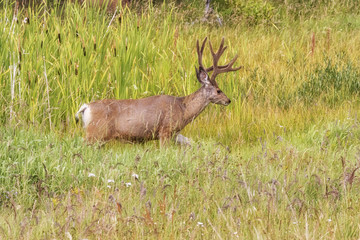 Mule deer (Odocoileus hemionus) in the grassland near Fishing Bridge at Yellowstone National Park