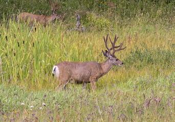 Mule deer (Odocoileus hemionus) in the grassland near Fishing Bridge at Yellowstone National Park