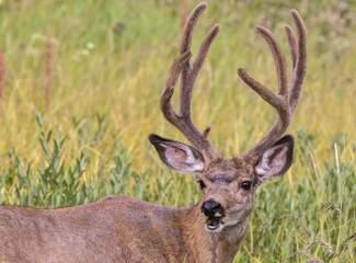 Portrait of Male Mule deer (Odocoileus hemionus)