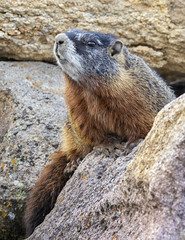Yellow-bellied marmot ( Marmota flaviventris), Yellowstone national park