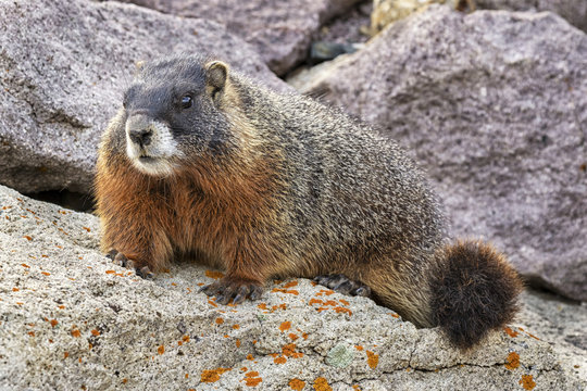 Yellow-bellied marmot ( Marmota flaviventris), Yellowstone national park