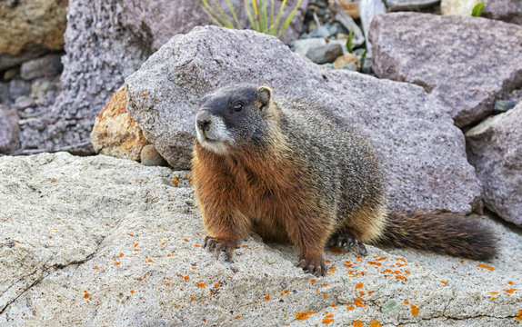 Yellow-bellied marmot ( Marmota flaviventris), Yellowstone national park