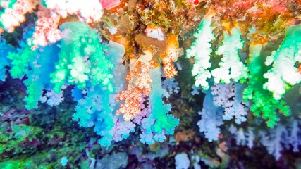 Beautiful, brightly colorful soft corals in cave, Maldives.