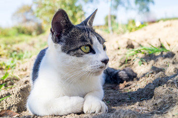 A cat lies in the grass and hunts