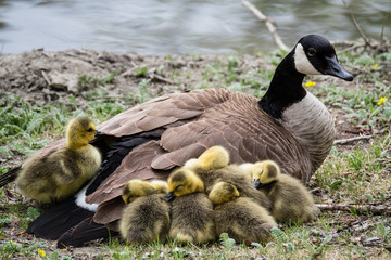 Goose and Kids
