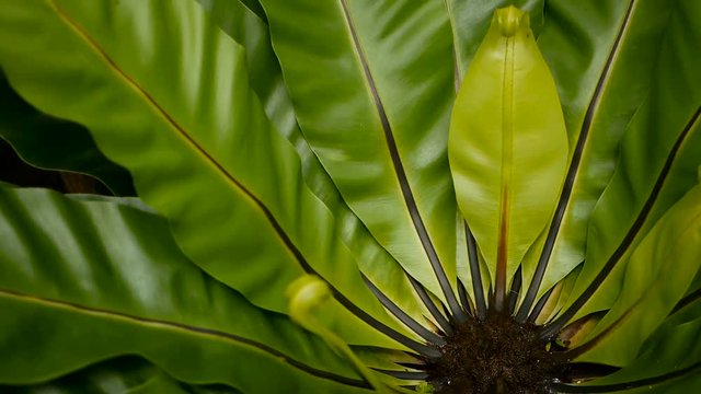 Bird's Nest fern, Asplenium nidus. Wild Paradise rainforest jungle plant as natural floral background. Abstract texture close up of fresh exotic tropical green fresh curly leaves in fantasy dark woods