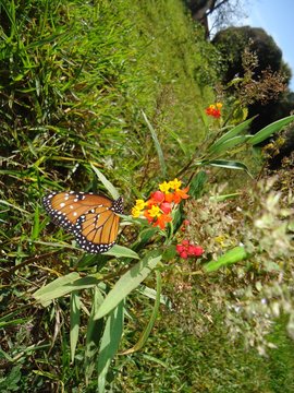 Borboleta 