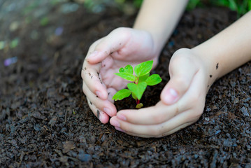 Close up two hands holding black soil. Earth day and Hands Team Work protecting tree growing for reduce global warming earth.Ecology concept © tonjung