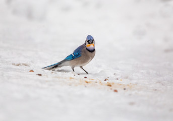 Blue Jay on snow in winter eating peanut