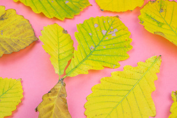 leaf nature concept of on pastel pink background