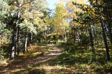 Trees, forest, nature, autumn, landscape