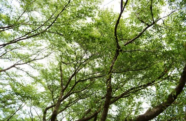 緑のカーテン　夏　小山
