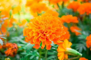 blooming marigold flower with water drop  in garden, shallow dept of field