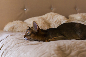 The Abyssinian and red cat close up