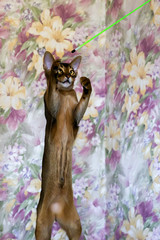 Abyssinian cat stands on its hind legs