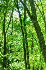 Fototapeta na wymiar Trees in a forest
