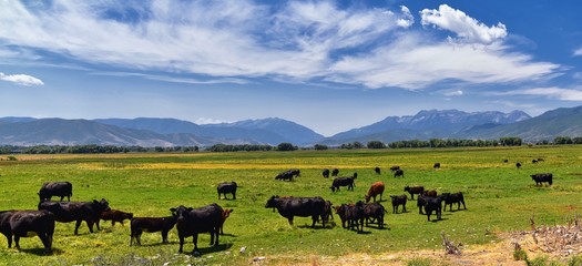 Herd of Cows grazing together in harmony in a rural farm in Heber, Utah along the back of the Wasatch front Rocky Mountains. United States of America.