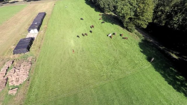 High aerial footage of horses in a meadow.