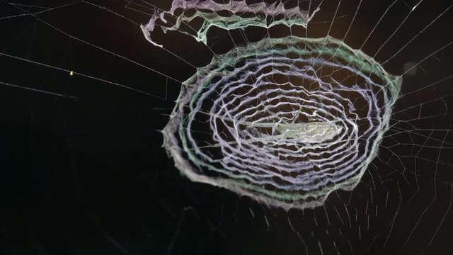 Tropical orb-web spider in its web in the rainforest understory in the Ecuadorian Amazon. The spider is concealed in the circle of bright white strands or stabilimenta at the centre of the web.
