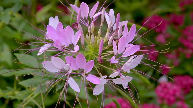 Close up of a pink and white Cleome waving in a gentle breeze