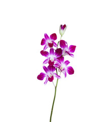 Inflorescence of purple orchids  dendrobium flower blooming with green stem isolated on white background