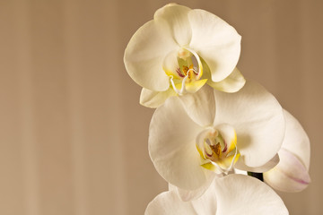 Obraz na płótnie Canvas White Orchid on a light background. Close up. Conceptual design for greeting card