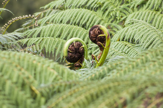 New Koru NZ native Punga
