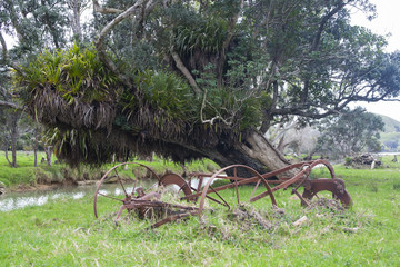 Old farm implement abandoned by old tree next to river