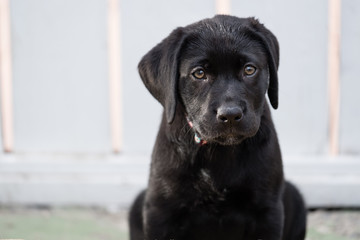 Sad Puppy