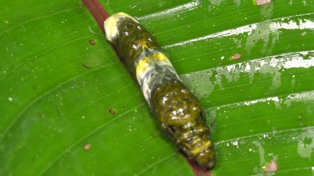 Caterpillar of a swallowtail butterfly (Papilio sp.) on a leaf in the rainforest, Ecuador. It resembles a bird dropping to avoid predators.