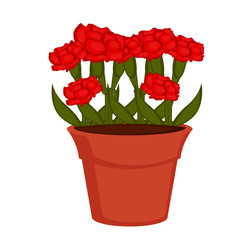 Isolated pot with carnation flowers