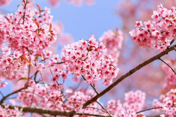 Wild Himalayan Cherry Blossoms in spring season (Prunus cerasoides), Sakura in Thailand, selective focus, Phu Lom Lo, Loei, Thailand.