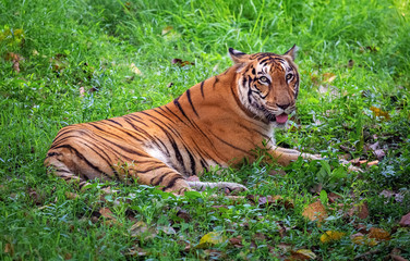 Bengal tiger at Indian wildlife sanctuary. The Royal Bengal tiger is considered as one of the endangered species in the world.