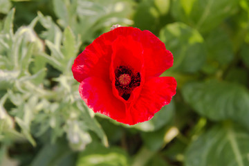 detail of the red poppy floret in the spring