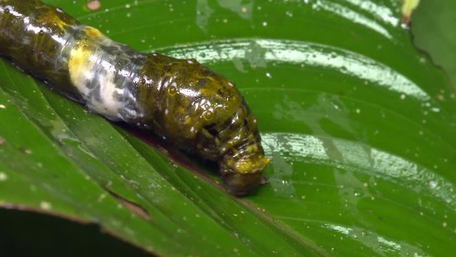 Caterpillar of a swallowtail butterfly (Papilio sp.) on a leaf in the rainforest, Ecuador. It resembles a bird dropping to avoid predators.