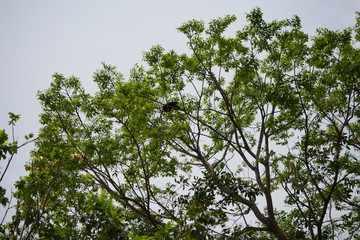 Toucan