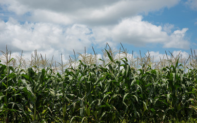 Corn field under blue sky