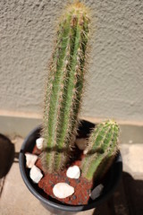 Naklejka premium cactus