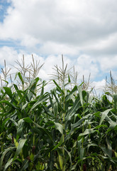 Fototapeta premium Corn field under blue sky