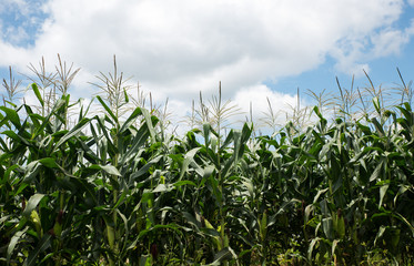 Corn field under blue sky