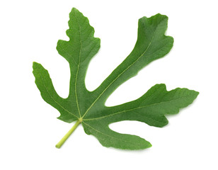 Fig leaf isolated on white background. top view