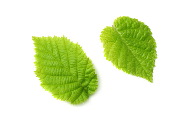hazelnut leaves isolated on white background. top view
