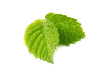 hazelnut leaves isolated on white background. top view