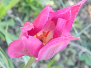 Fototapeta premium Summer flowers in a garden