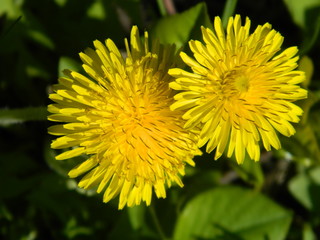 Summer flowers in a garden