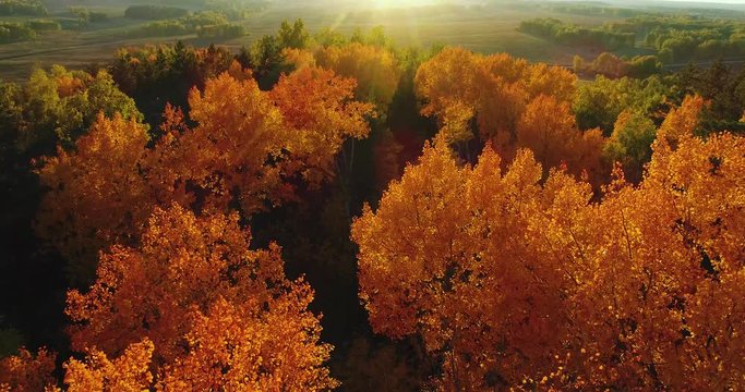 Autumn. Beautiful autumn forest. Aerial View. Yellow foliage.