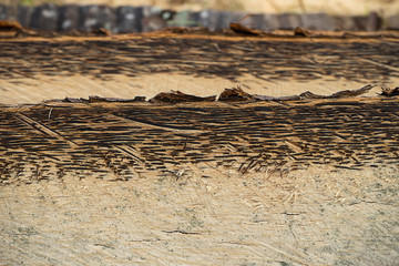 Texture background of Palmyra palm wooden.